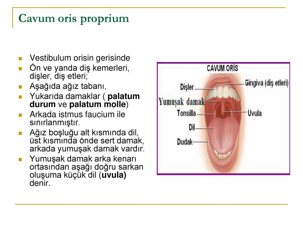 S ND R M S STEM VE HASTALIKLARI ppt indir